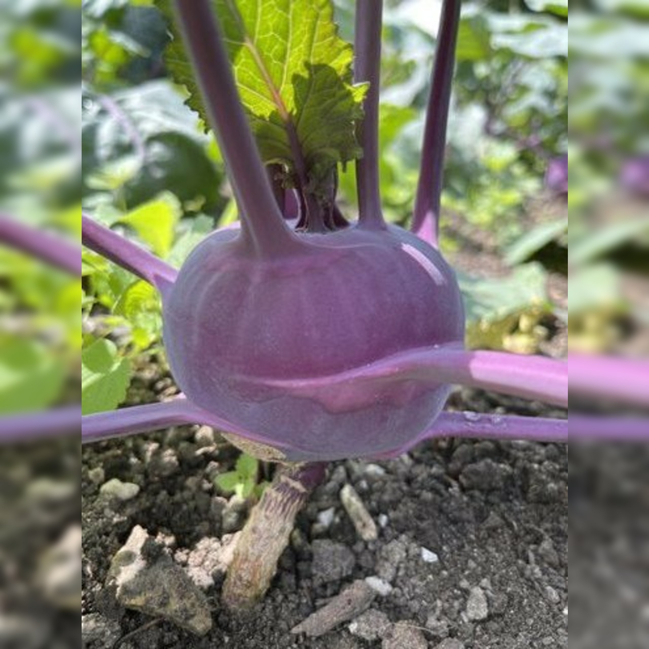 Kohlrabi lila "Azur Star" - BIO-Samen (samenfest & BIO)