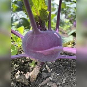 Kohlrabi lila "Azur Star" - BIO-Samen (samenfest & BIO)