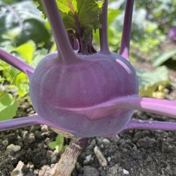 Kohlrabi lila "Azur Star" - BIO-Samen (samenfest & BIO)