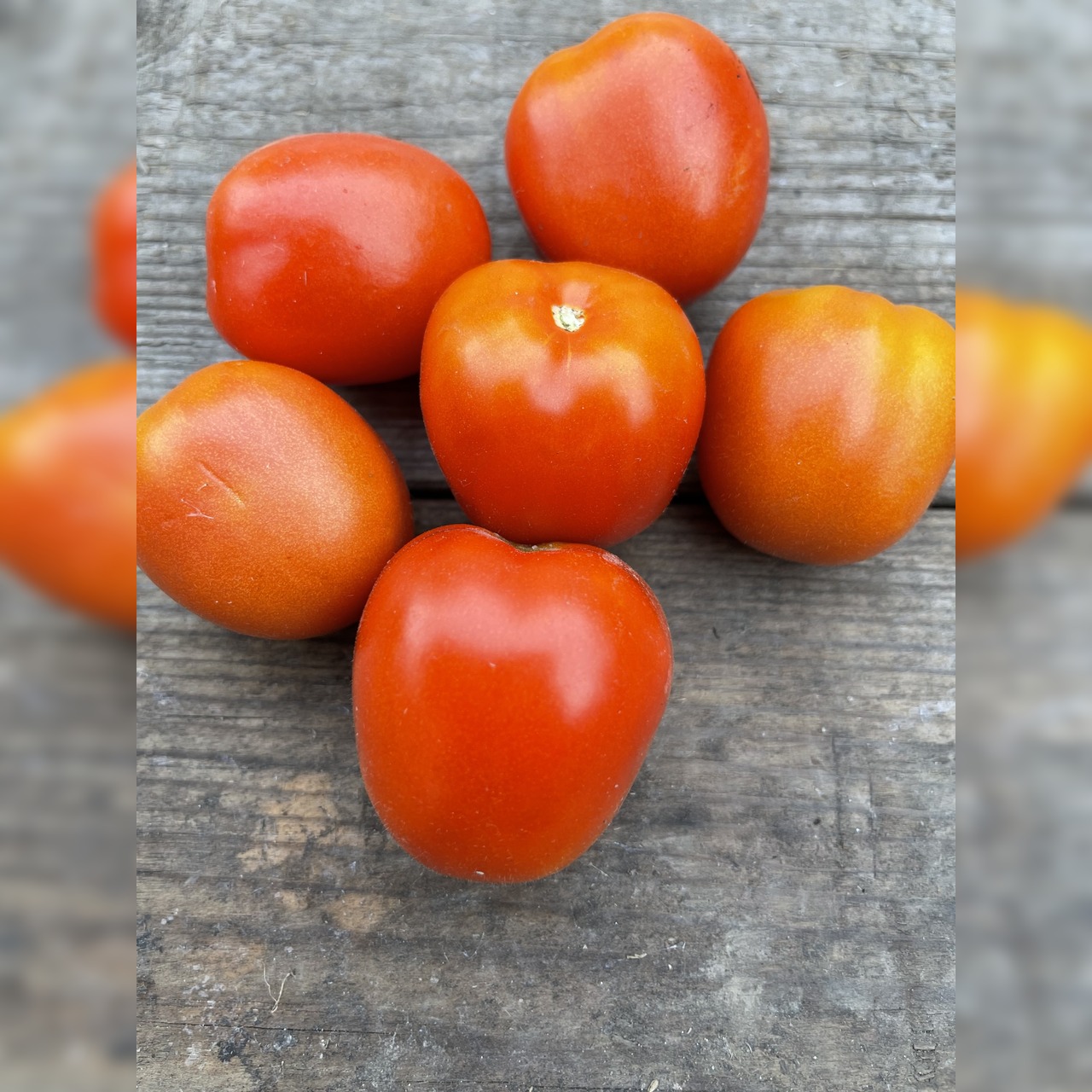 Anzucht-Set "Romatomaten" [21, 22]