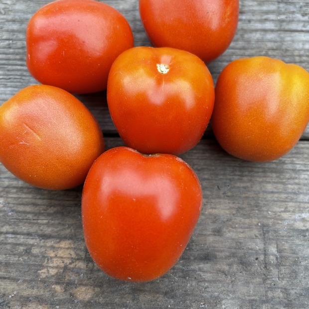 Anzucht-Set "Romatomaten" [21, 22]