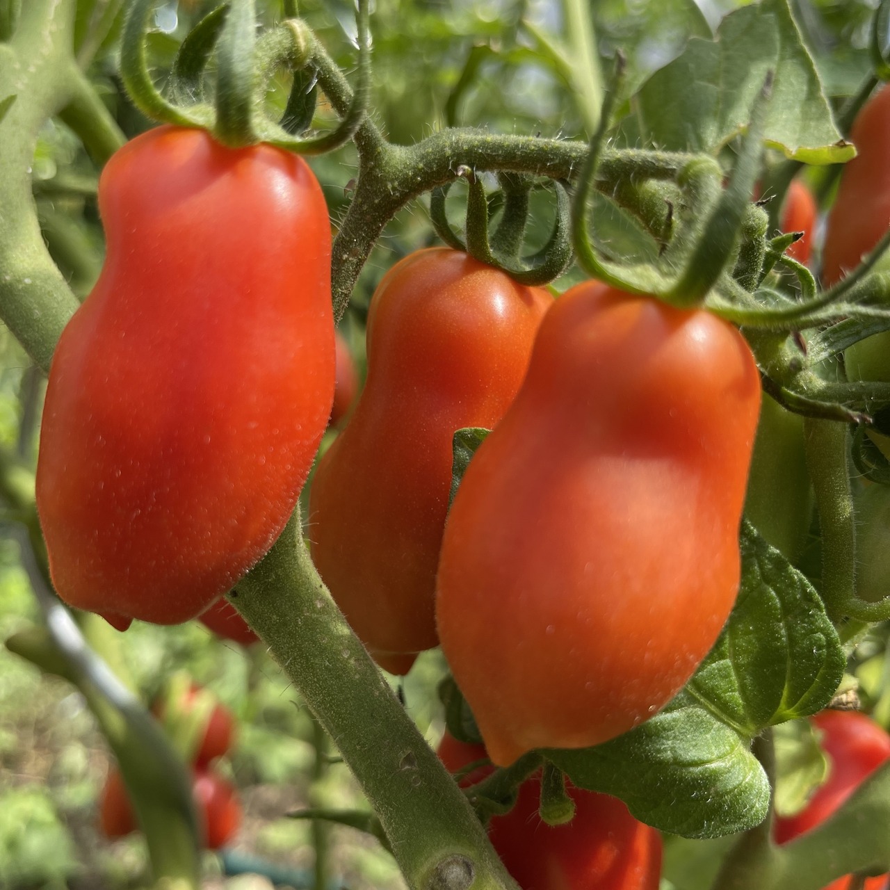 Tomate "San Marzano" - BIO-Flaschentomate [samenfest]