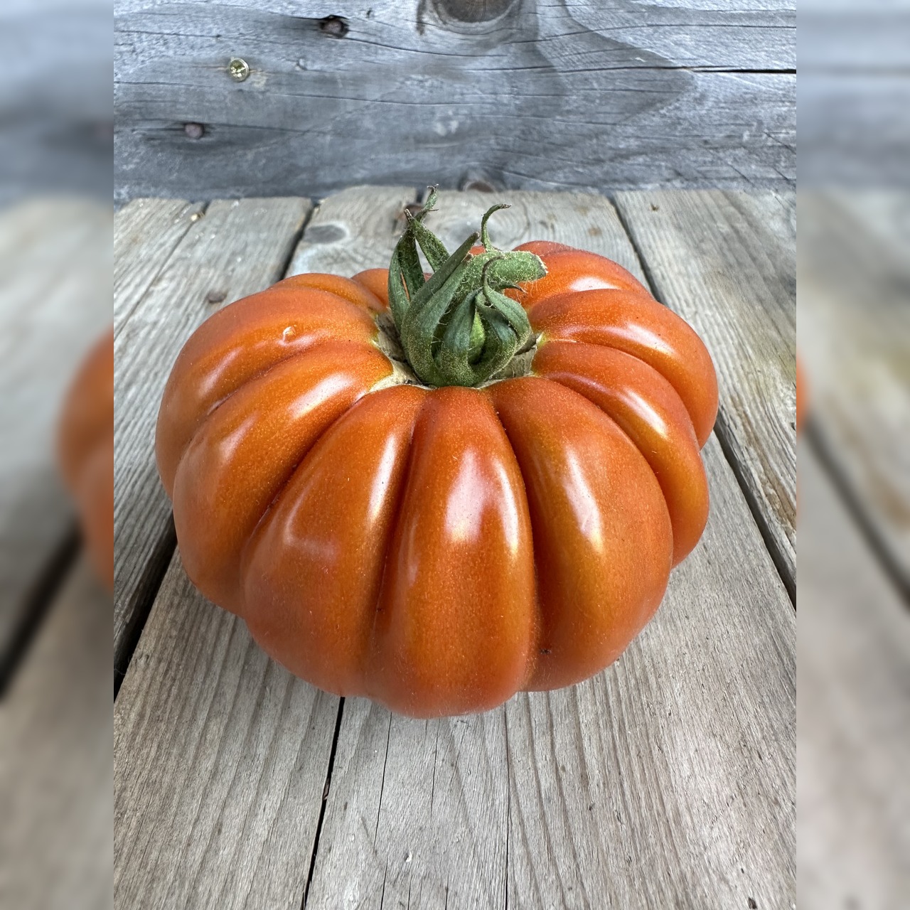 Tomate "Fleur de Reagir" - BIO-Tomatensorte [samenfest]