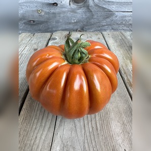 Tomate "Fleur de Reagir" - BIO-Tomatensorte [samenfest]