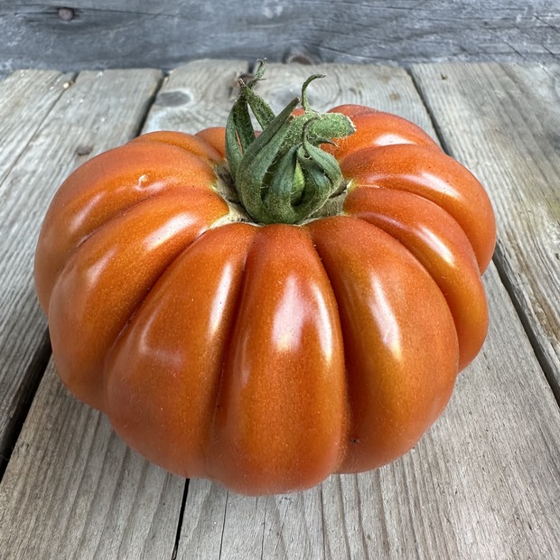 Tomate "Fleur de Reagir" - BIO-Tomatensorte [samenfest]