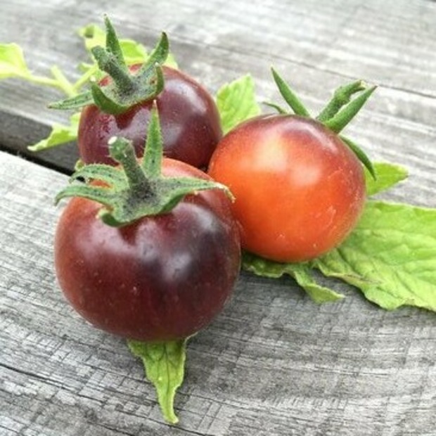 Tomate "Blue Pitts" - BIO-Tomatensorte [samenfest]