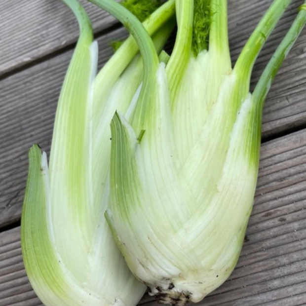 Knollenfenchel Samen "Selma" (samenfestes & BIO)