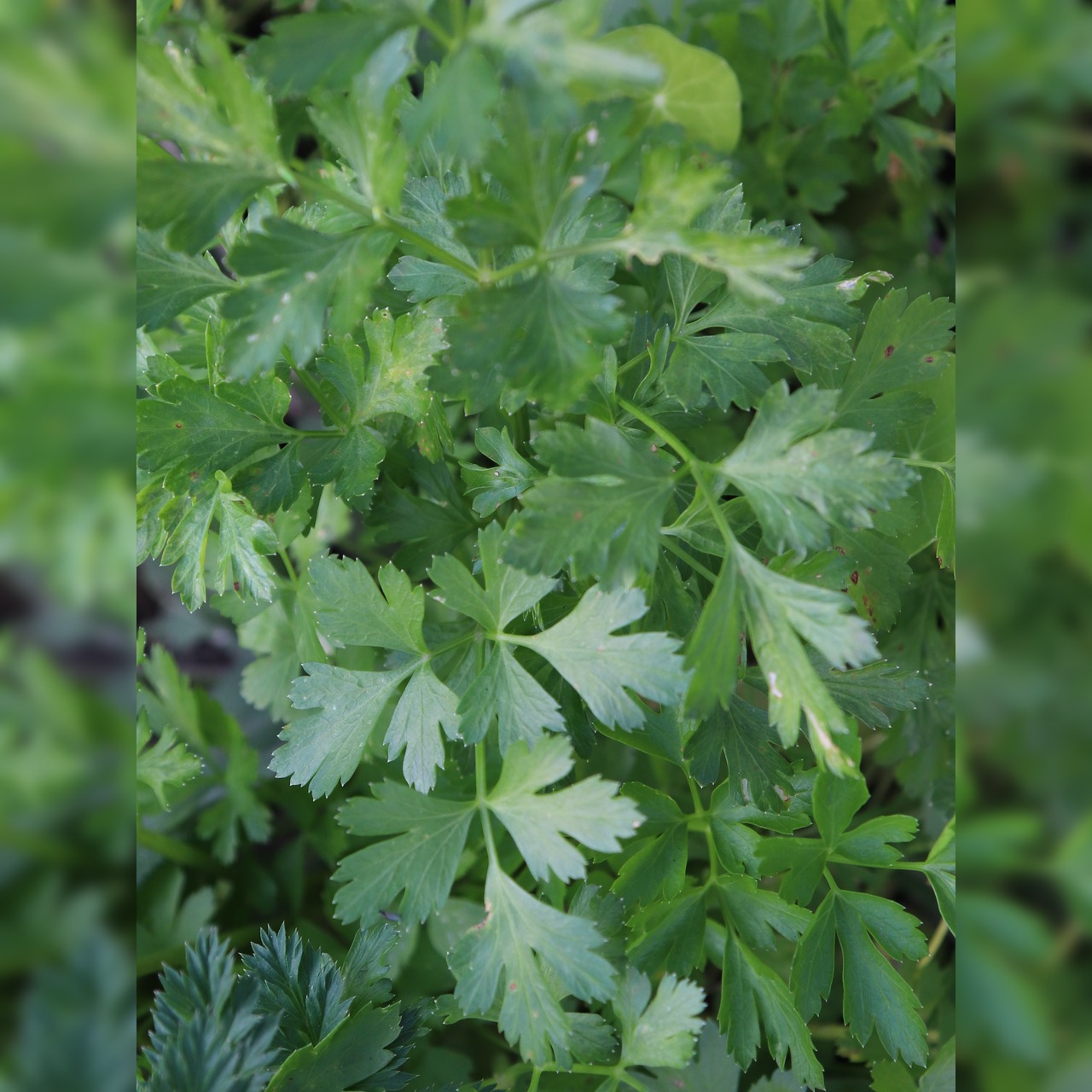 Anfängergemüse-Set - 12 BIO-Sorten [samenfest]