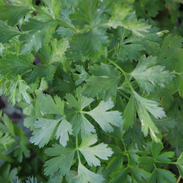 Anfängergemüse-Set - 12 BIO-Sorten [samenfest]