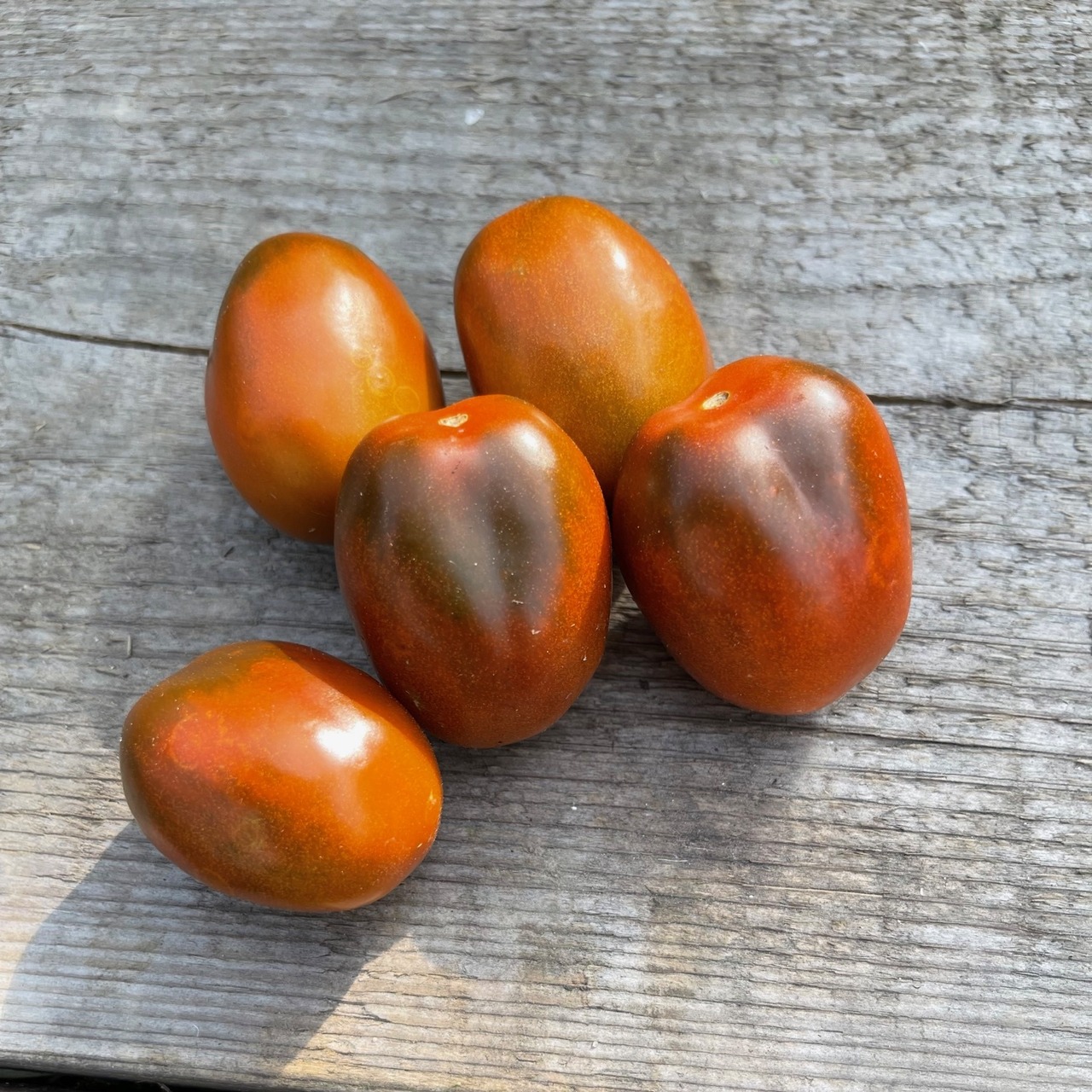 Tomate "Black Plum" - Tomatensamen [samenfest]