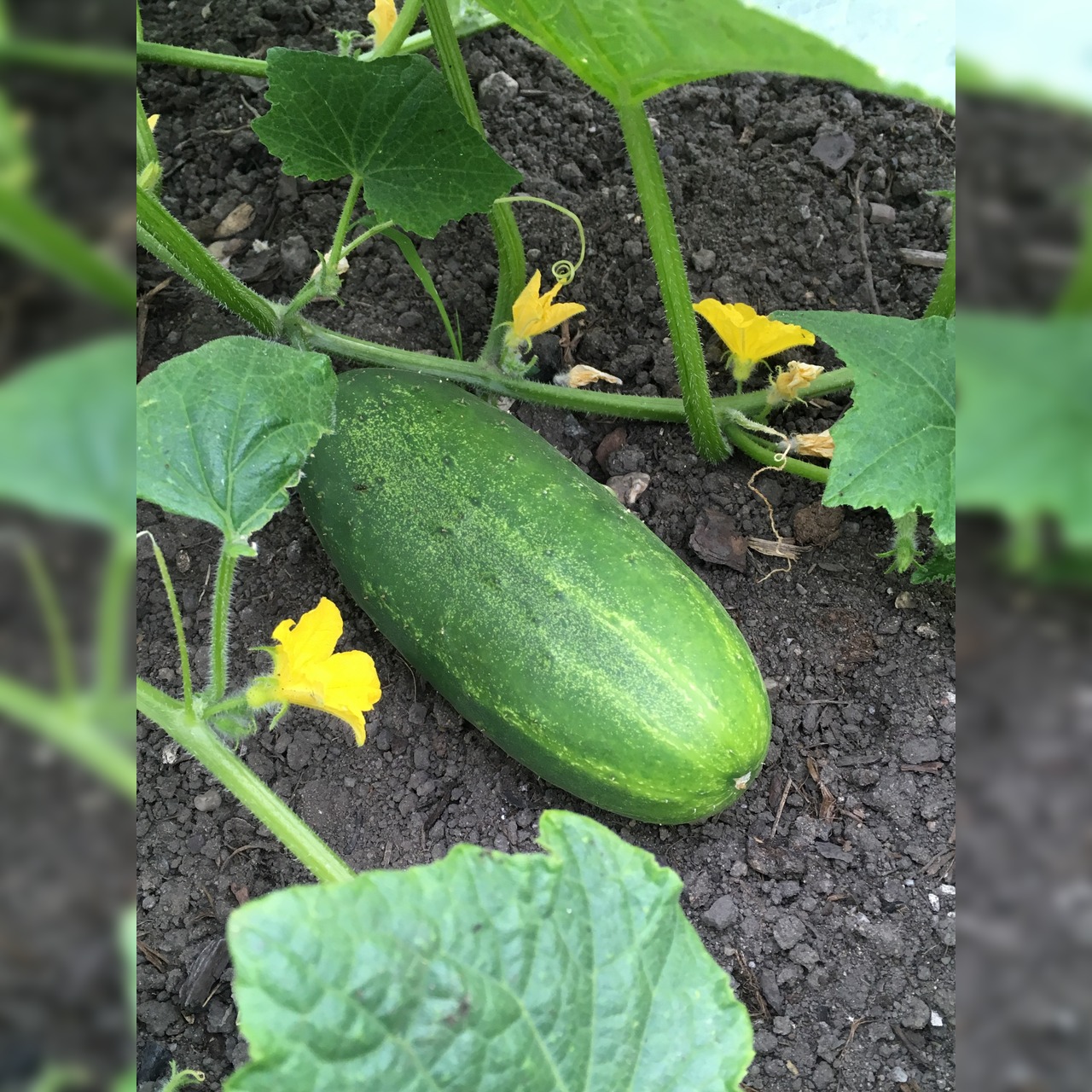 Gurkensamen-Set „Freilandgurken“ - 3 BIO-Sorten [samenfest]