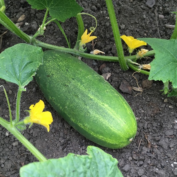 Gurkensamen-Set „Freilandgurken“ - 3 BIO-Sorten [samenfest]