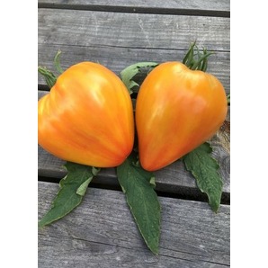 Tomate "Striped Oxheart" - BIO-Tomatensorte [samenfest]