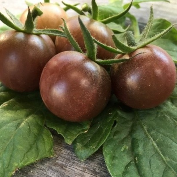 BIO Tomatensamen Set mittel