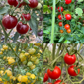 BIO Tomatensamen Set