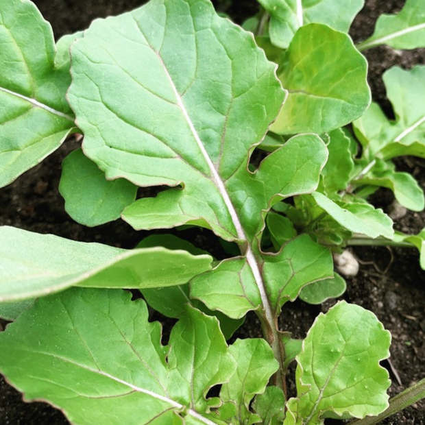 Salatrauke "Rucola" - BIO-Sorte [samenfest]