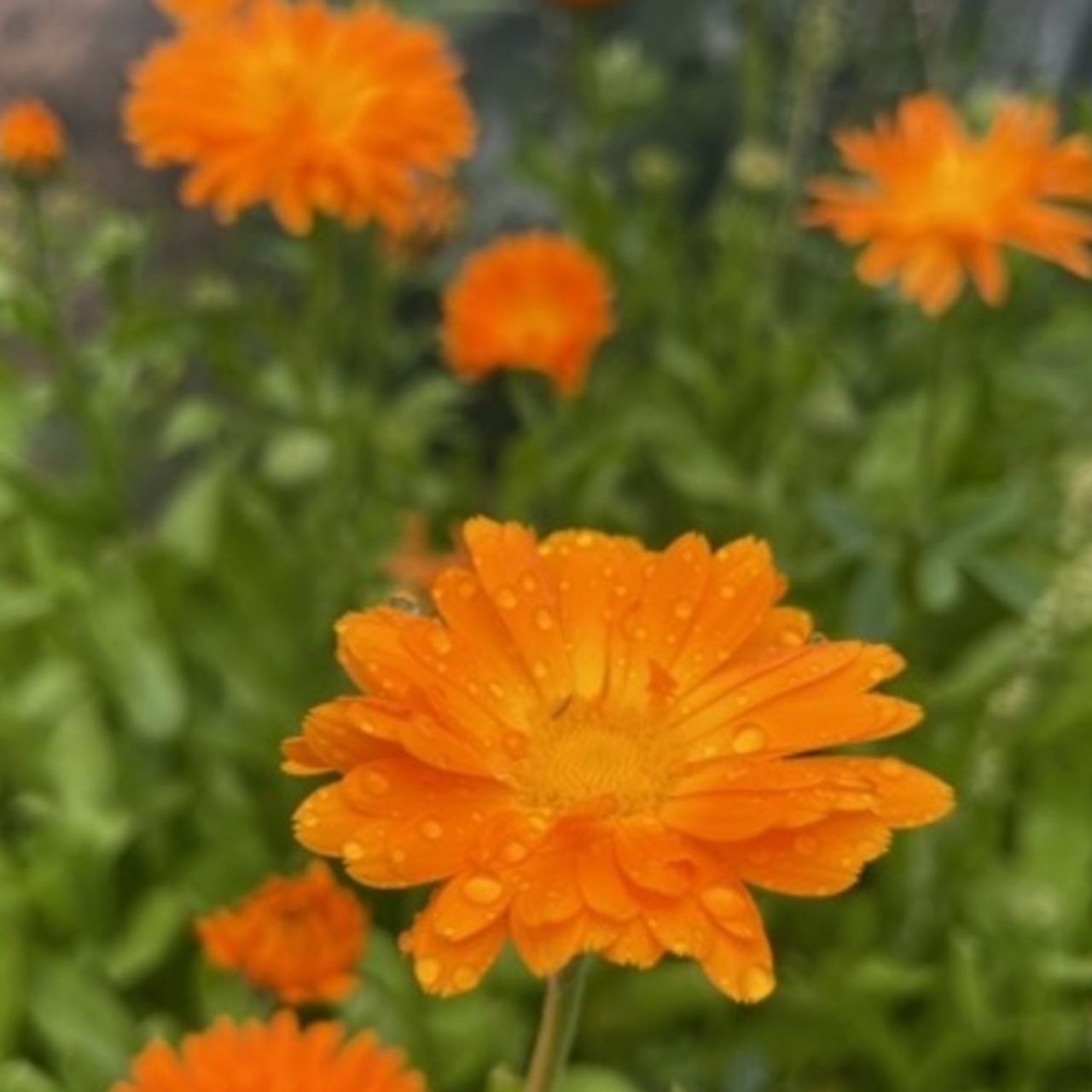 "Ringelblume" - BIO-Blumensamen [samenfest]