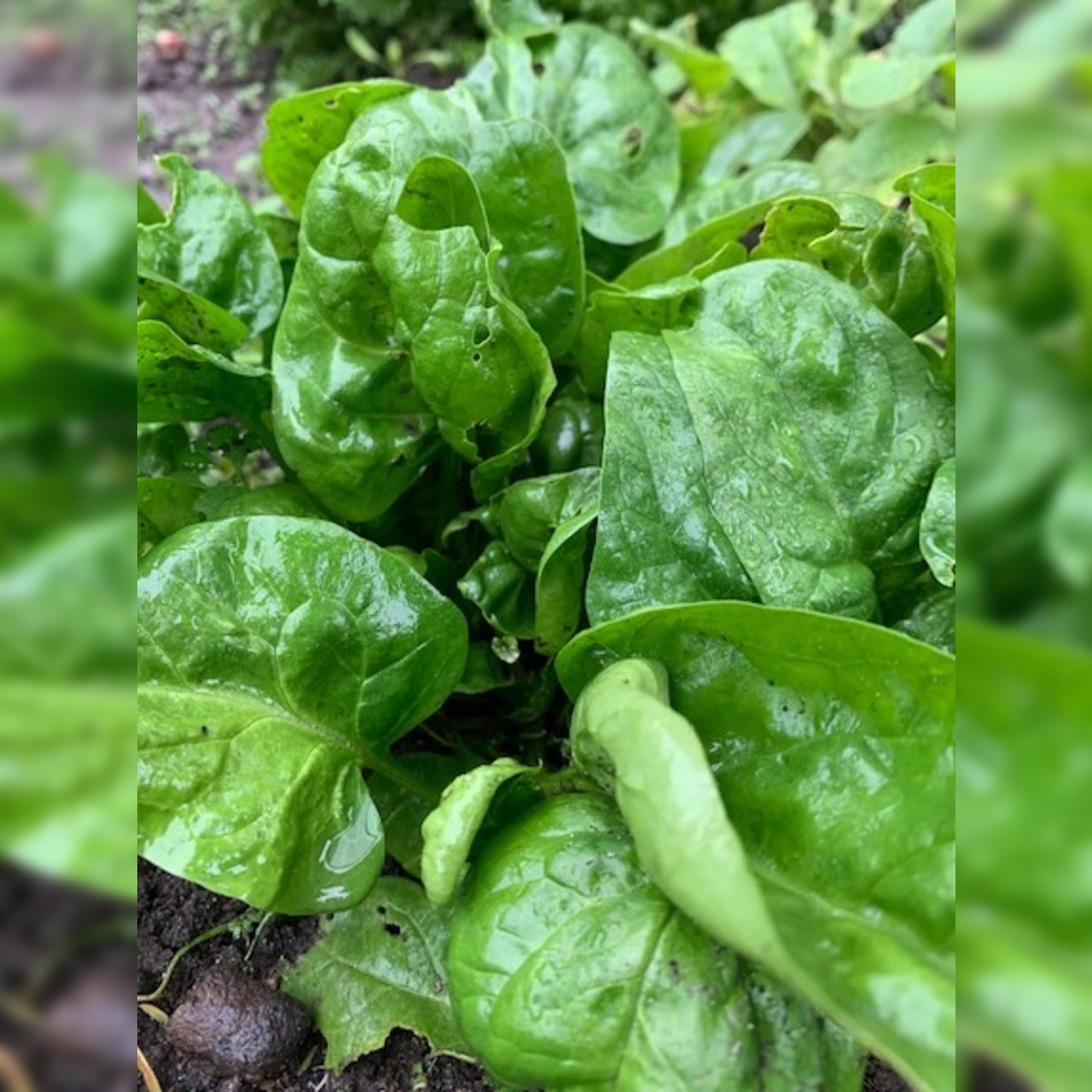 Gemüsesamen-Set "Urban Gardening" - 6 BIO-Gemüsesorten [samenfest]