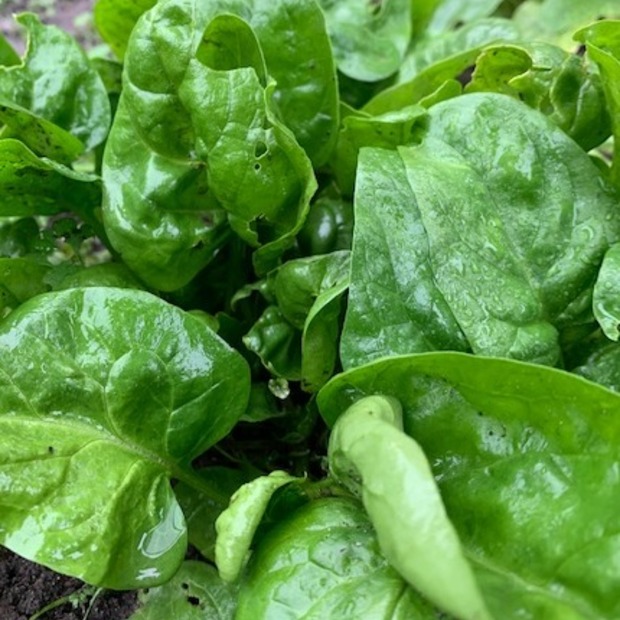 Gemüsesamen-Set "Urban Gardening" - 6 BIO-Gemüsesorten [samenfest]