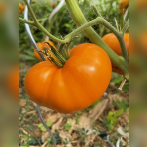 Tomate "Orange Queen" - BIO-Tomatensorte [samenfest]