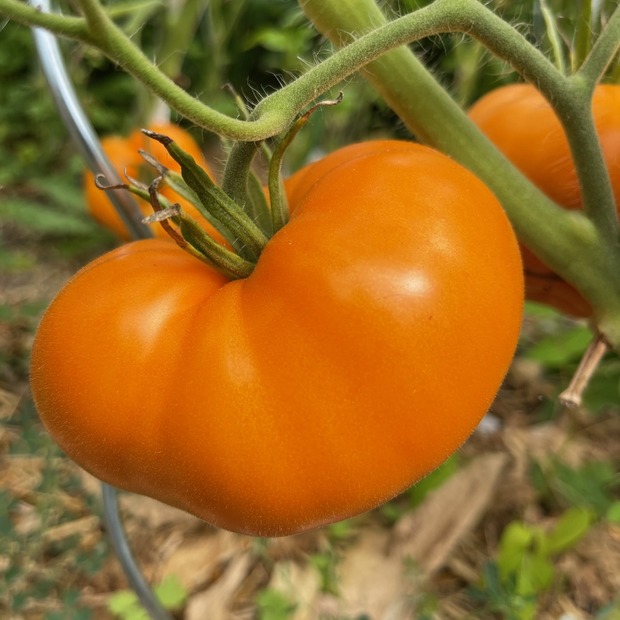 Tomate "Orange Queen" - BIO-Tomatensorte [samenfest]