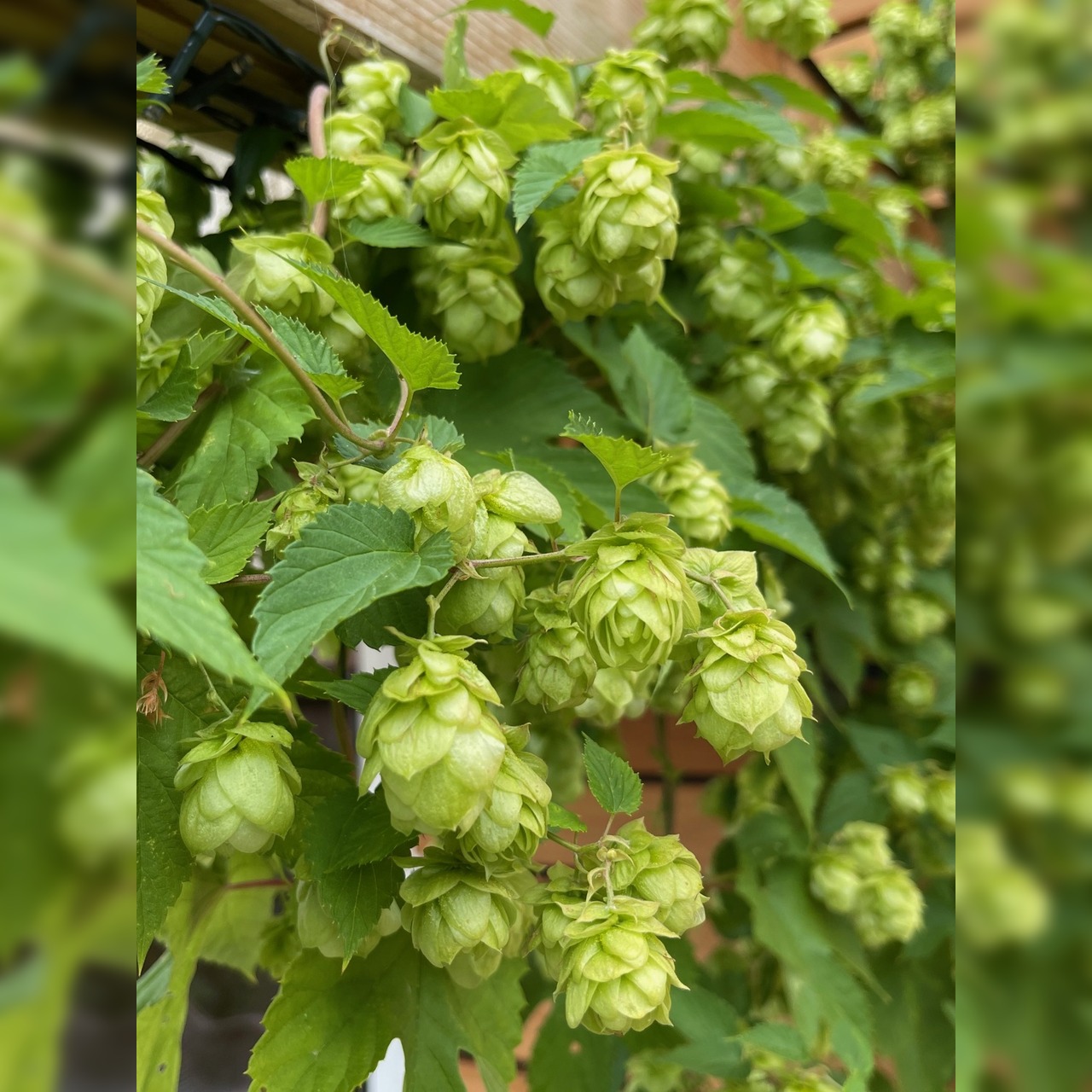 Gemüsesamen-Set "Biergarten" - 5 BIO-Gemüsesorten [samenfest]