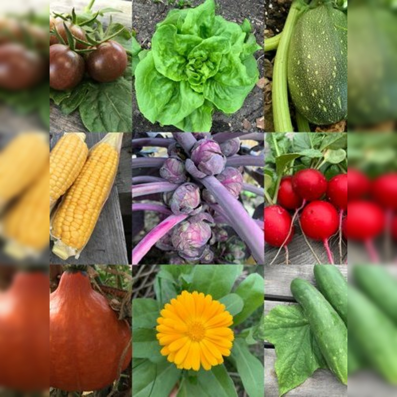 Gemüsesamen-Set "Schrebergarten" - 12 BIO-Sorten [samenfest]