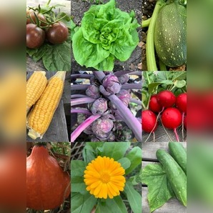 Gemüsesamen-Set "Schrebergarten" - 12 BIO-Sorten [samenfest]