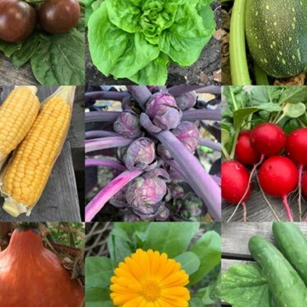 Gemüsesamen-Set "Schrebergarten" - 12 BIO-Sorten [samenfest]