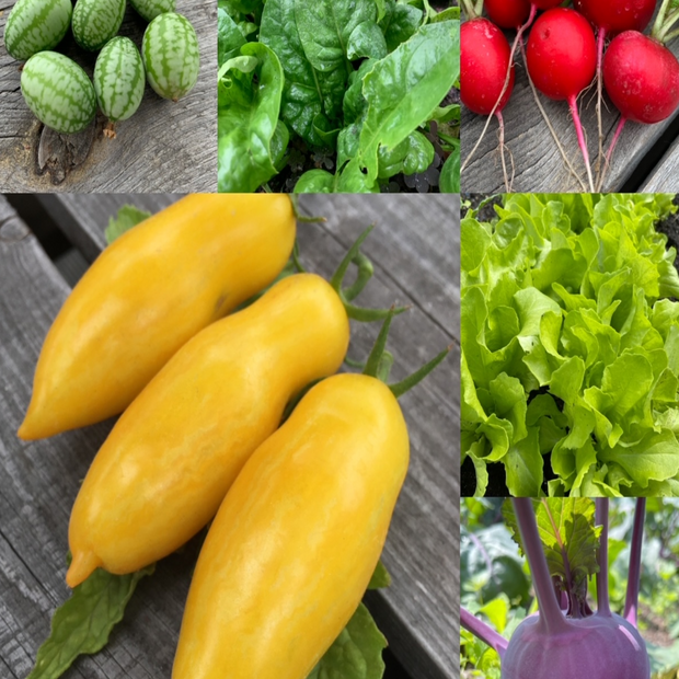 Gemüsesamen-Set "Urban Gardening" - 6 BIO-Gemüsesorten [samenfest]