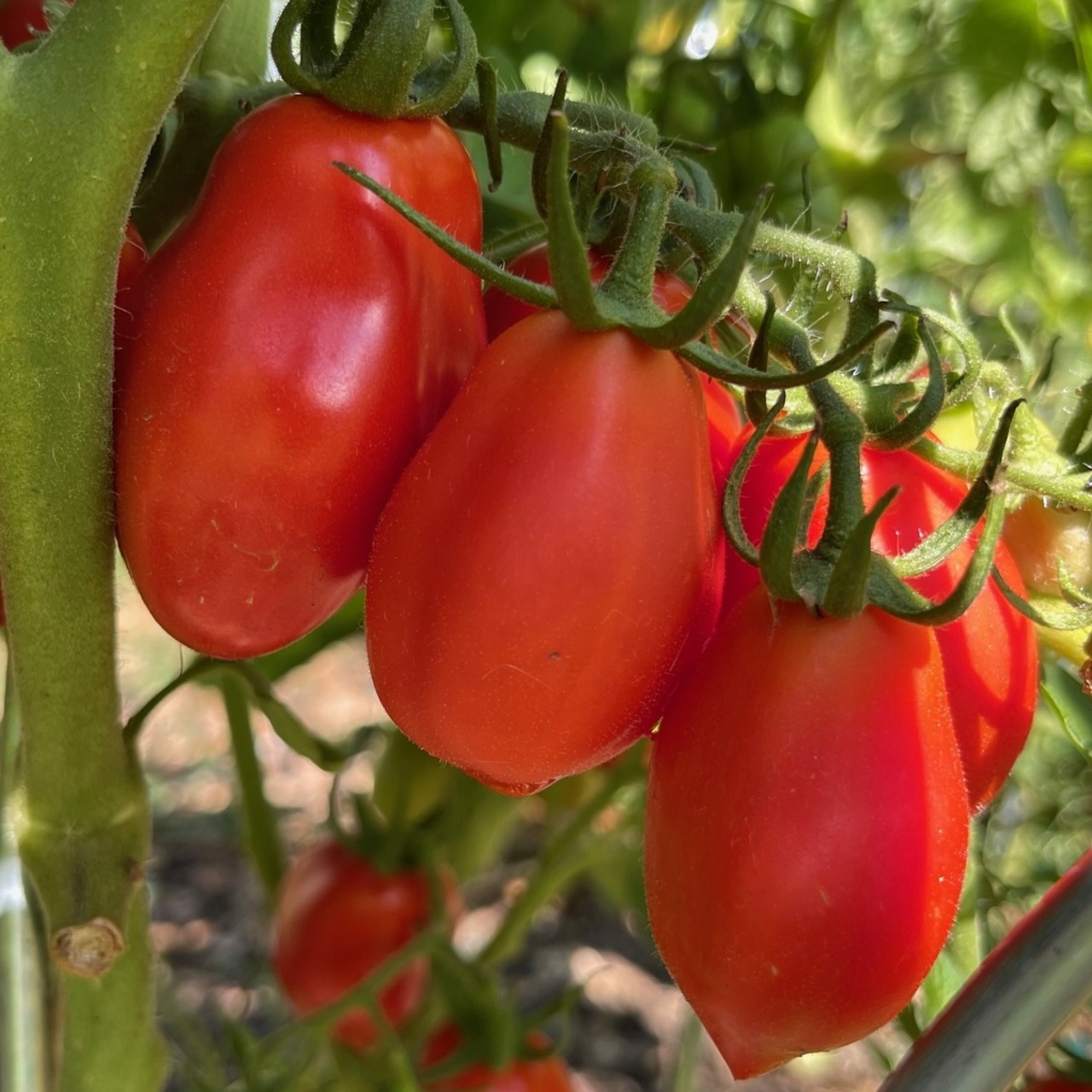 Tomate "San Marzano" - BIO-Flaschentomate [samenfest]