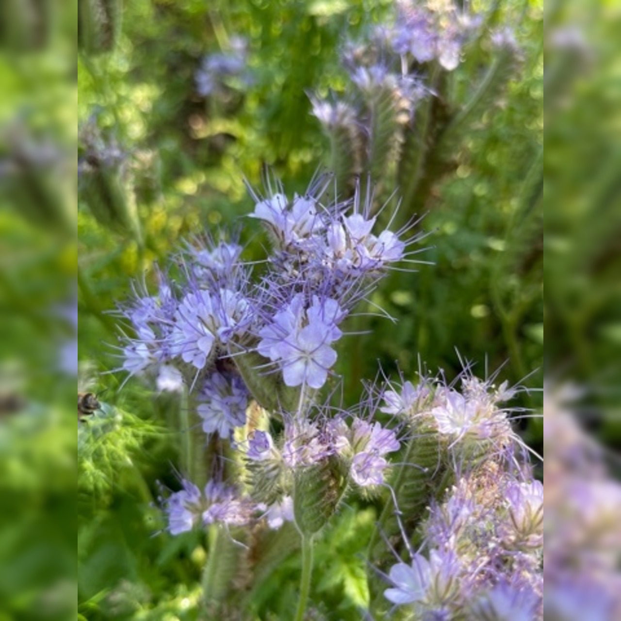 "Phacelia" -BIO-Blumensamen [samenfest]