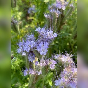"Phacelia" -BIO-Blumensamen [samenfest]