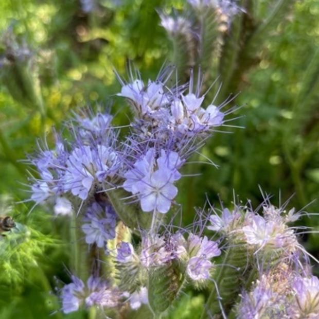"Phacelia" -BIO-Blumensamen [samenfest]