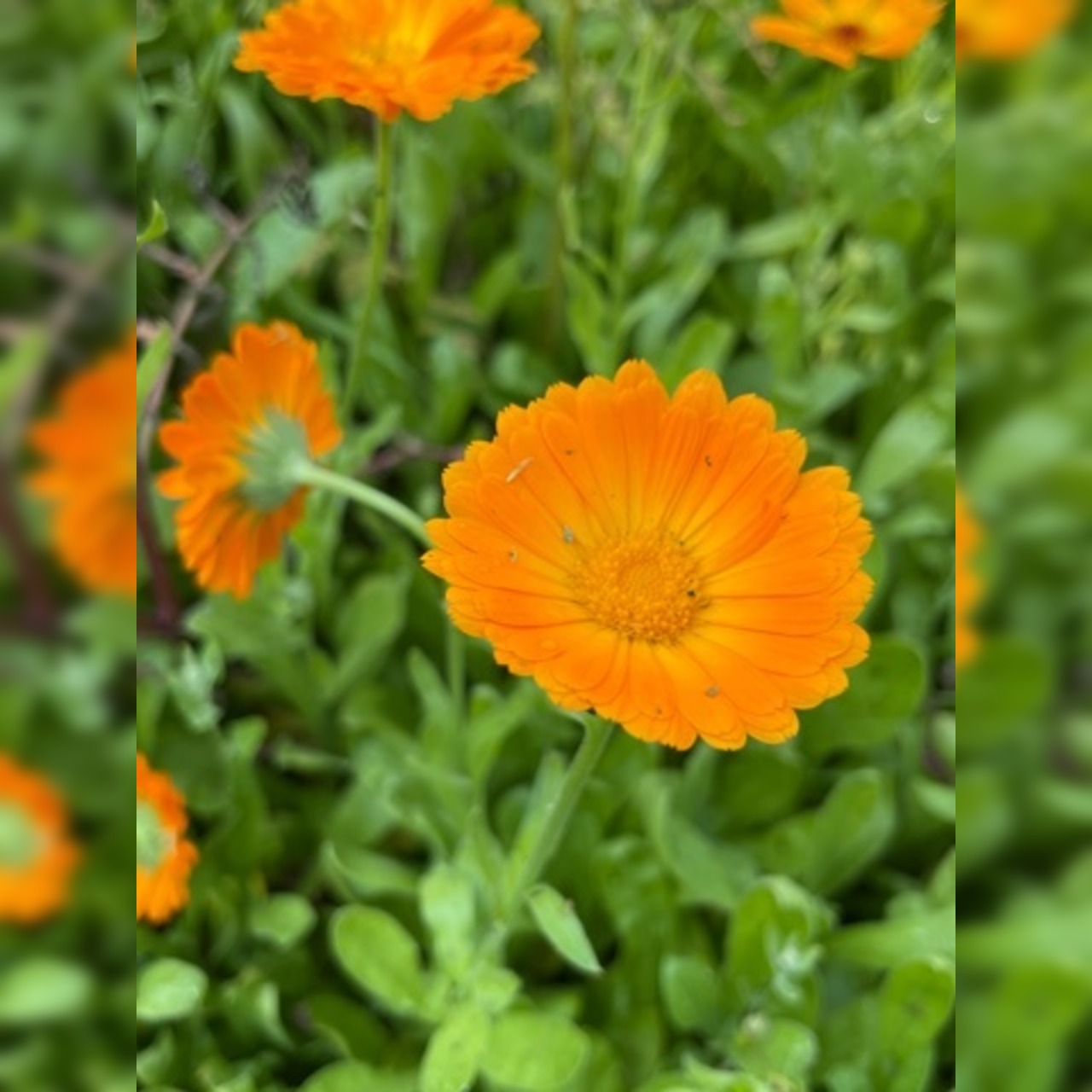 "Ringelblume" - BIO-Blumensamen [samenfest]