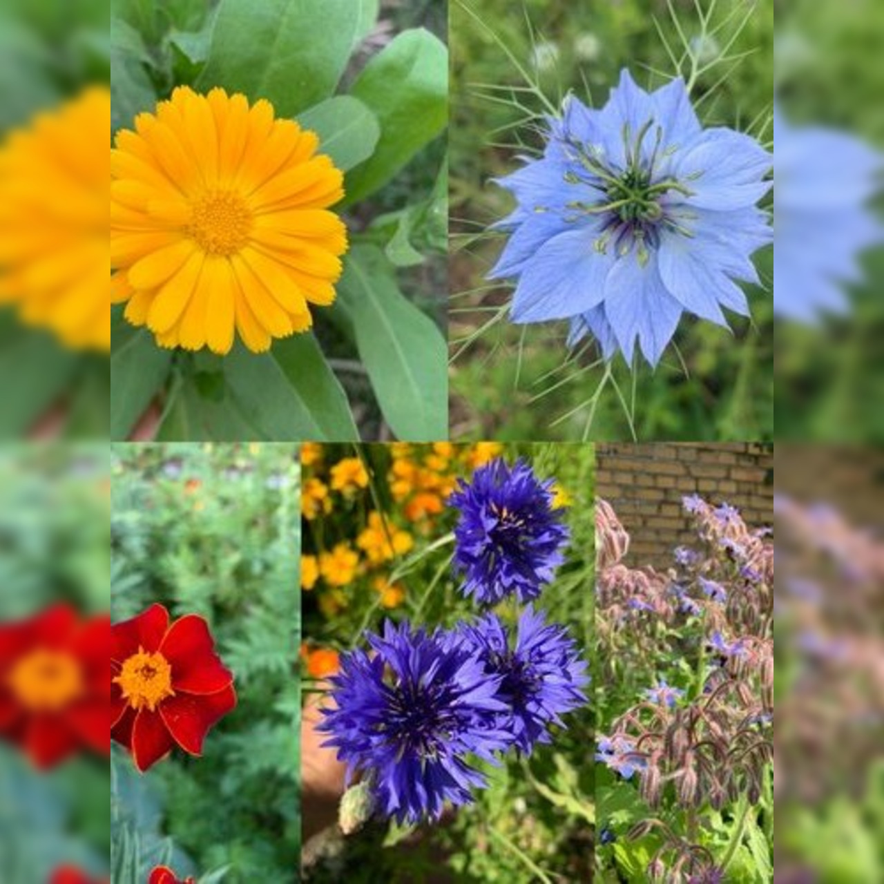 Blumensamen Set „Beetblumen“ - 5 BIO-Blumensamen [samenfest]