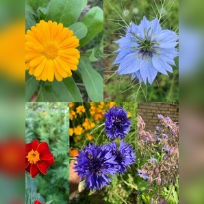 Blumensamen Set „Beetblumen“ - 5 BIO-Blumensamen [samenfest]