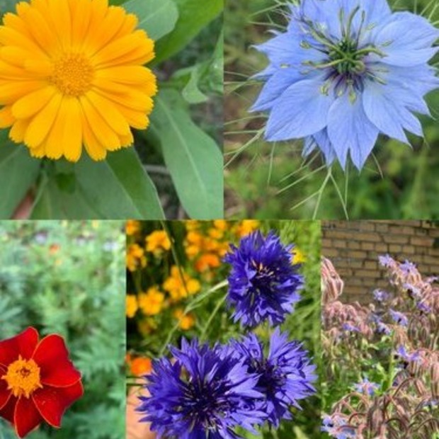 Blumensamen Set „Beetblumen“ - 5 BIO-Blumensamen [samenfest]