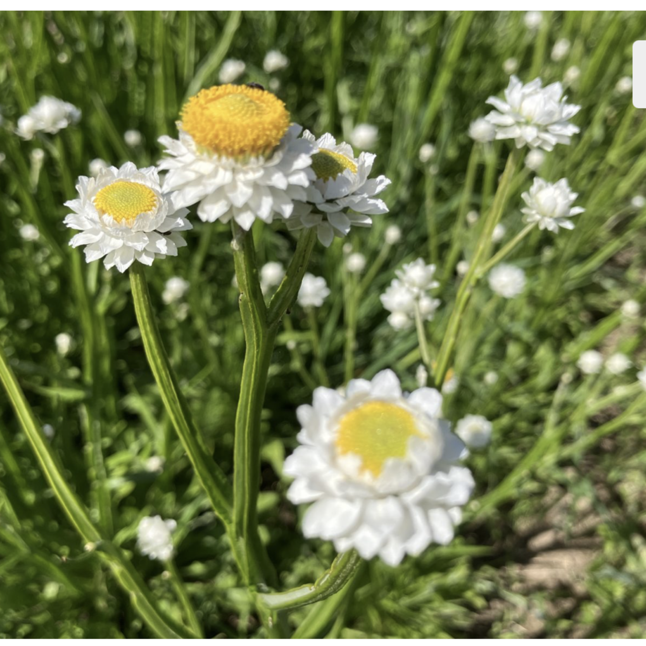 Papierknöpfchen - BIO-Blumensamen