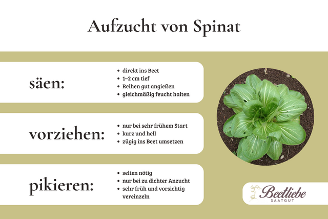 Spinat, Spinatpflanze, Aufzucht