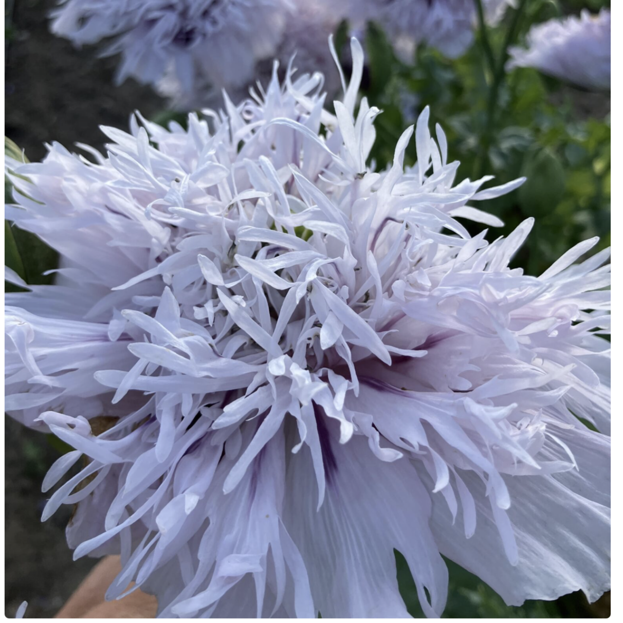 Blaumohn "FliederPomPom" - BIO-Blumensamen
