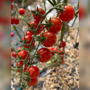 Tomate "Zuckertraube" - BIO-Tomatensamen [samenfest]