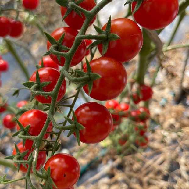 Tomate "Zuckertraube" - BIO-Tomatensamen [samenfest]