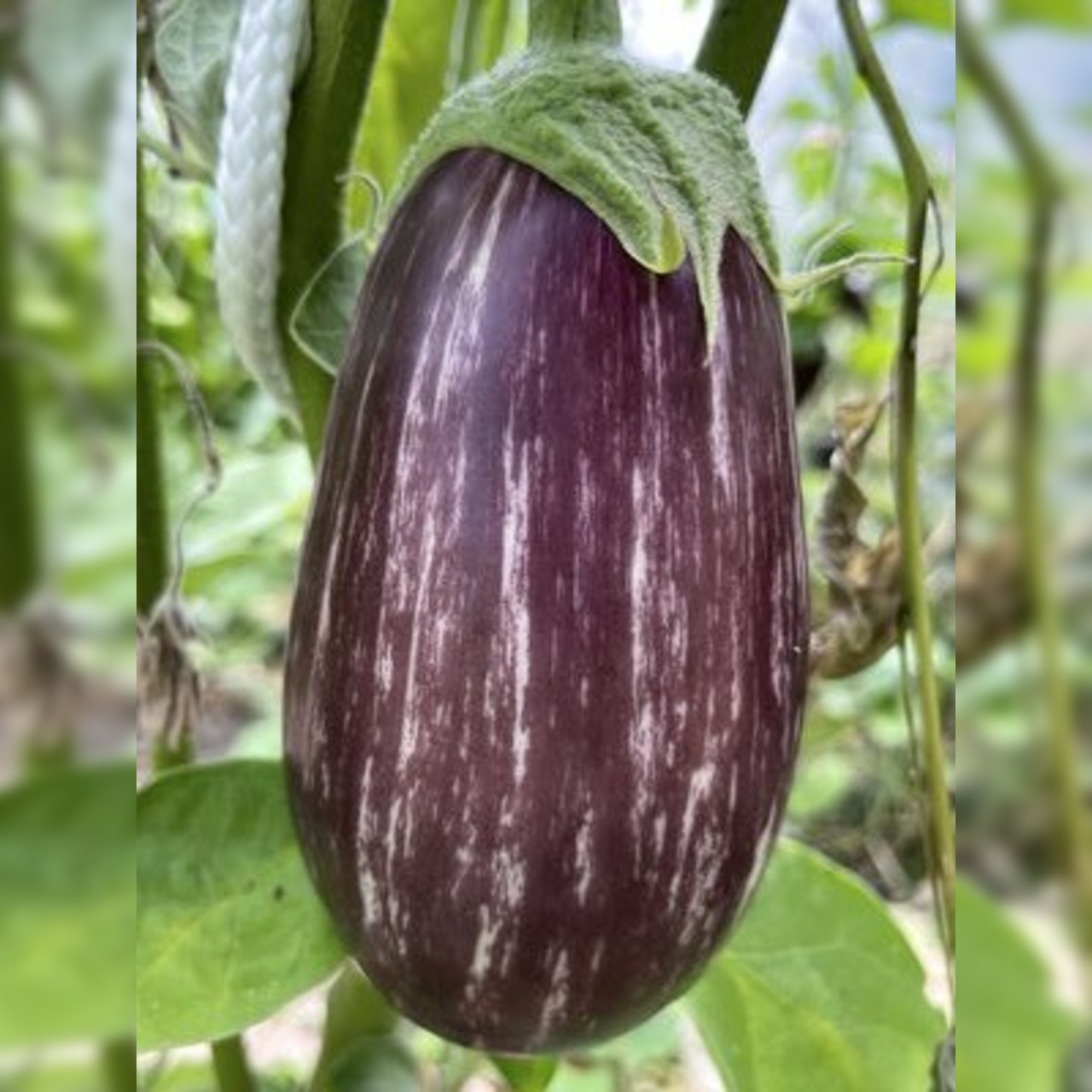 Gemüsesamen-Set "Starkzehrer für´s Hochbeet" - 8 BIO-Sorten [samenfest]