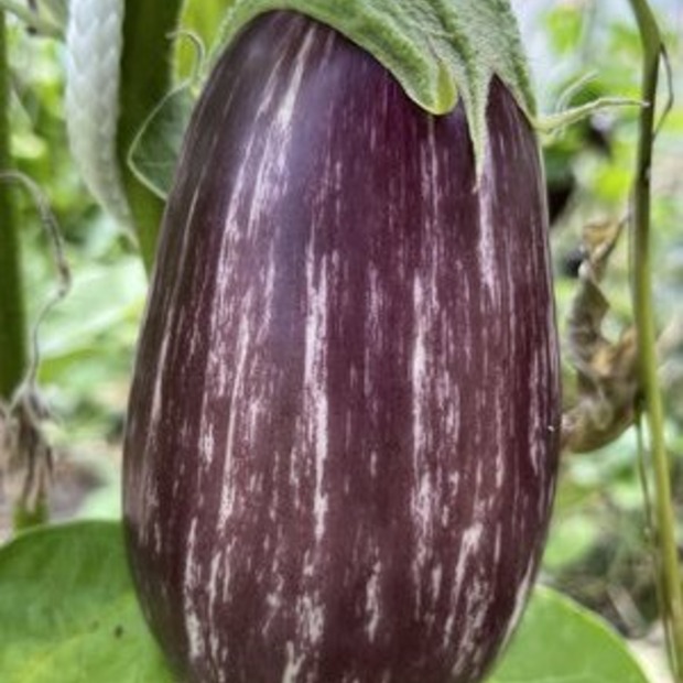 Gemüsesamen-Set "Starkzehrer für´s Hochbeet" - 8 BIO-Sorten [samenfest]