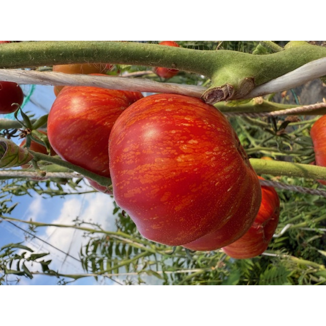 Tomate "Feuerwerk" - BIO-Tomatensorte [samenfest]