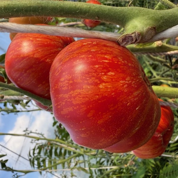 Tomate "Feuerwerk" - BIO-Tomatensorte [samenfest]