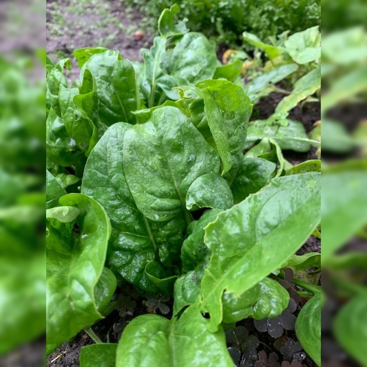 Anzucht-Set "Wintergemüse" [93, 97]