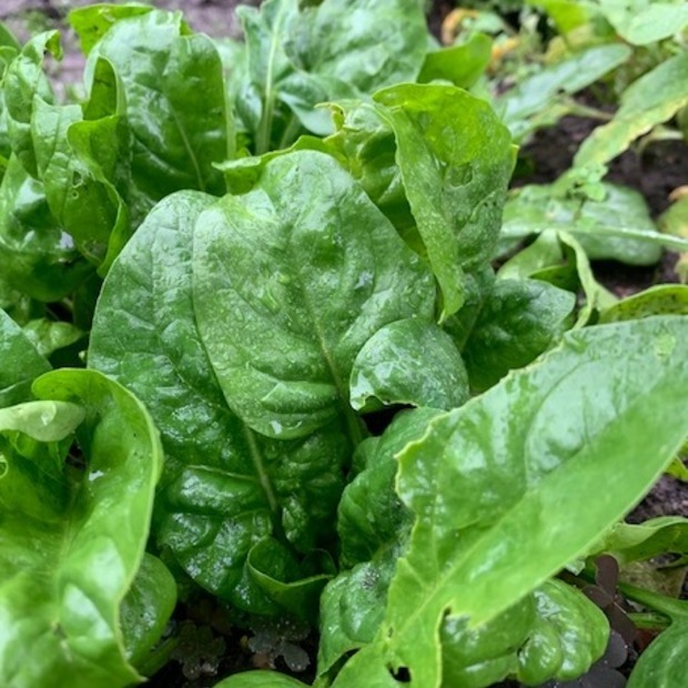 Anzucht-Set "Wintergemüse" [93, 97]