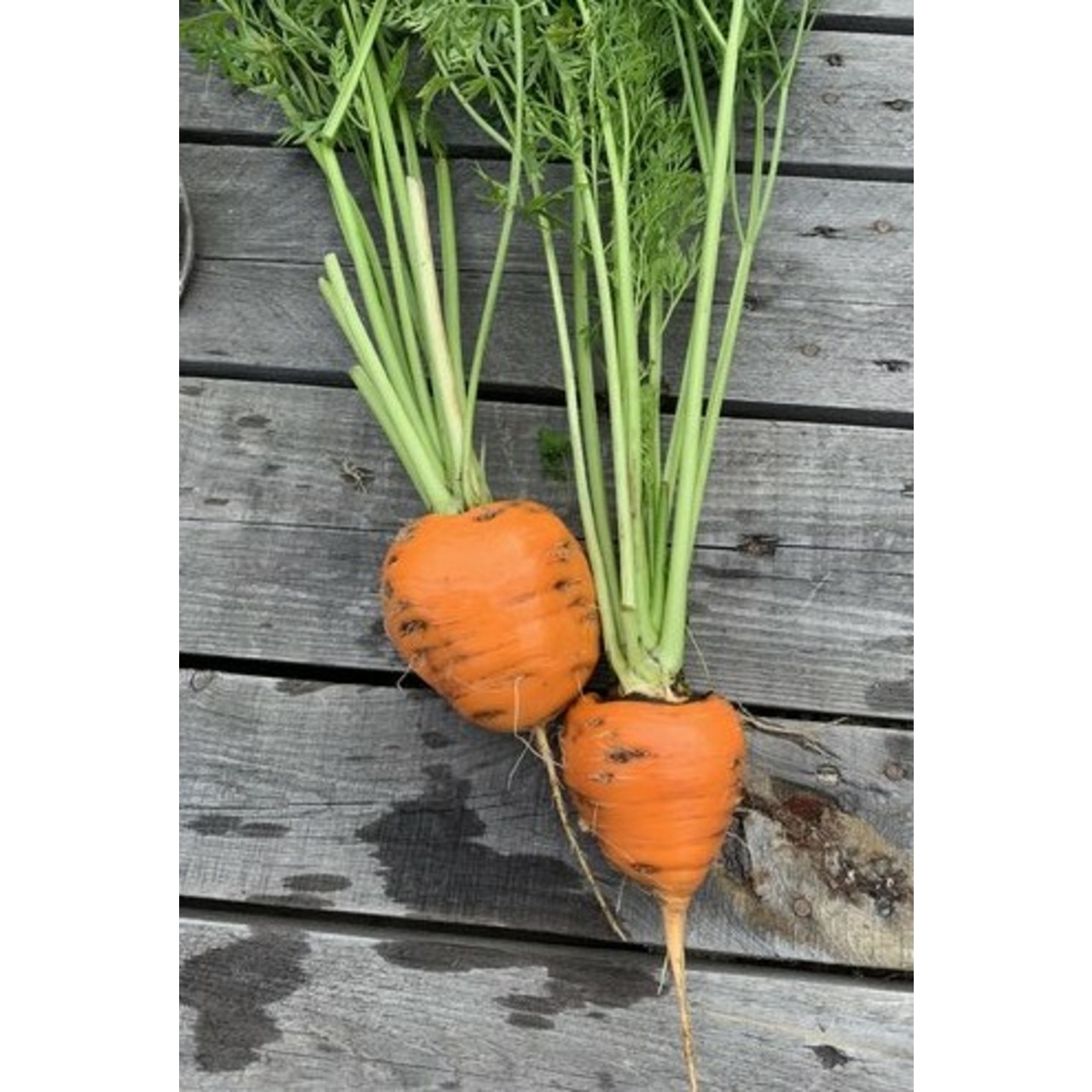Möhre "Ochsenherz" - BIO-Möhrensorte [samenfest]